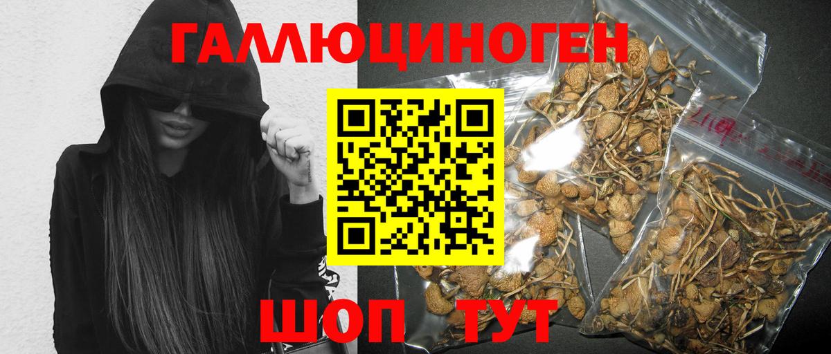 Галлюциногенные грибы Psilocybe Югорск